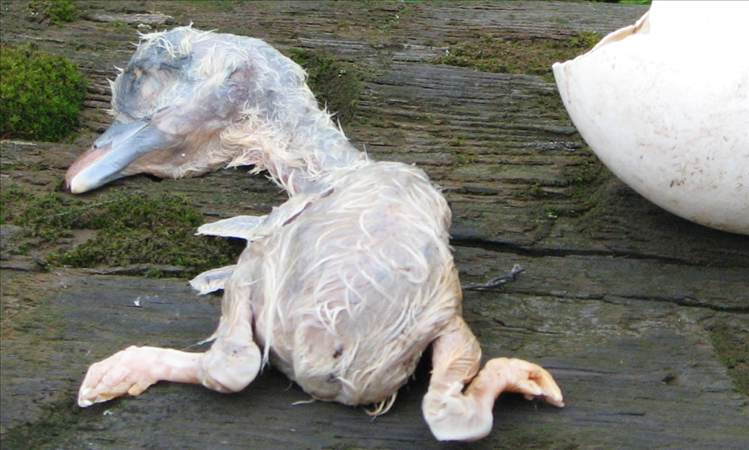 abgestorbener Embryo
