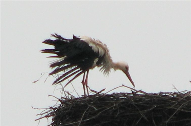  durnässter Altstorch