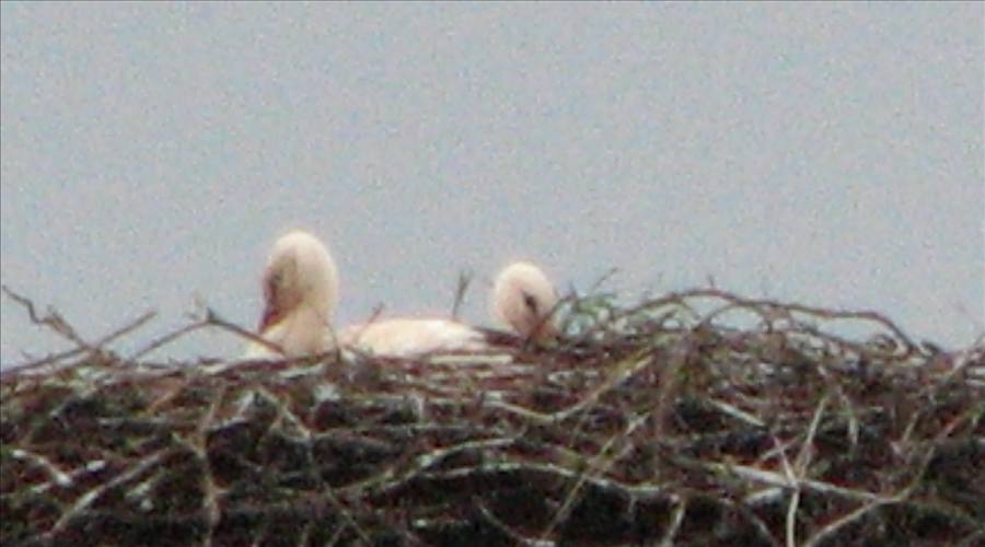durnässter Altstorch